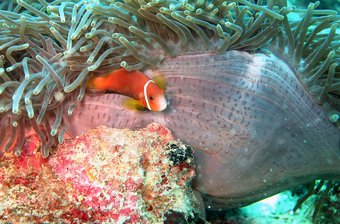 IMG_0210rf_Maldives_Madoogali_Plongee 1_House reef_Poisson clown des maldives_Amphiprion nigripes.jpg